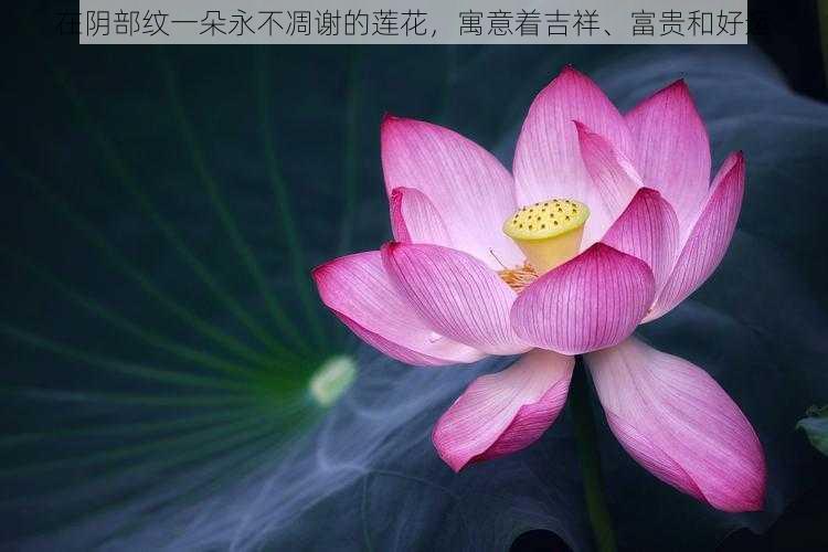 在阴部纹一朵永不凋谢的莲花，寓意着吉祥、富贵和好运